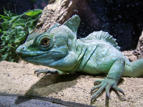 El basilisco verde, un dragón mitológico en el hogar