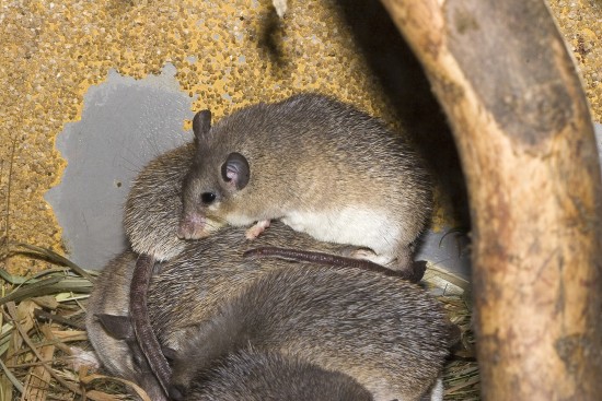 El ratón espinoso: ratón o erizo
