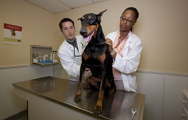 Veterinarios holandeses piden imponer un seguro de salud obligatorio para mascotas