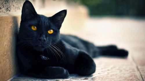 Leyendas gatunas: la marca blanca en el gato negro