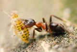 El oscuro mundo de las hormigas mascotas I