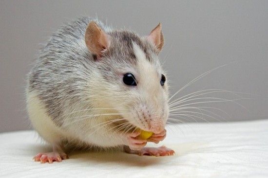 Las ratas, un roedor muy incomprendido