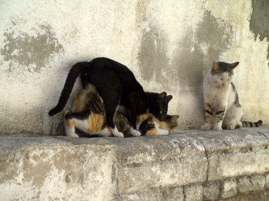 Gestación y lactancia en los gatos (I)