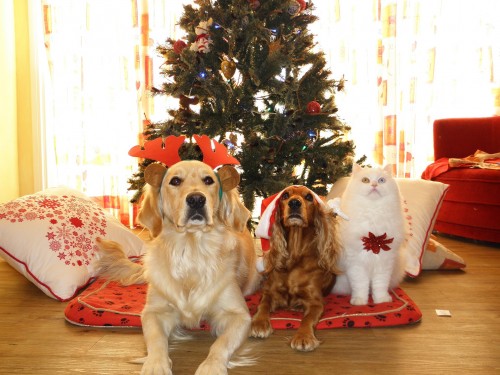 Tus mascotas celebran la Navidad