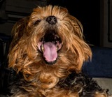 Los problemas dentales de los perros y cómo combatirlos