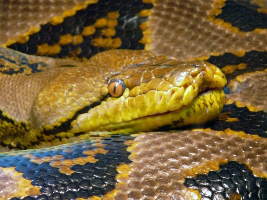 Antes de tener una serpiente… cuestiones a considerar
