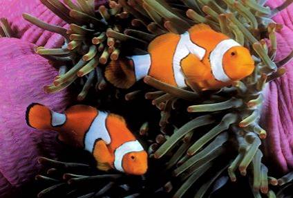 Un pez payaso llamado Nemo… o Nema
