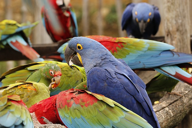 Las aves papilleras