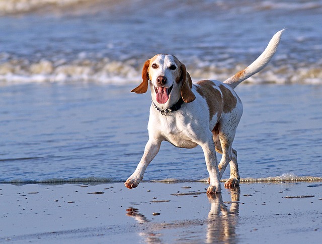 Vuelve la polémica con las playas para perros