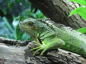 Iguana en tronco