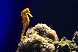 Caballito de mar en el coral