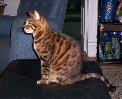 El Bengala, un gato elegante con sangre salvaje