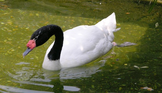 Cisne de cuello negro en un estanque