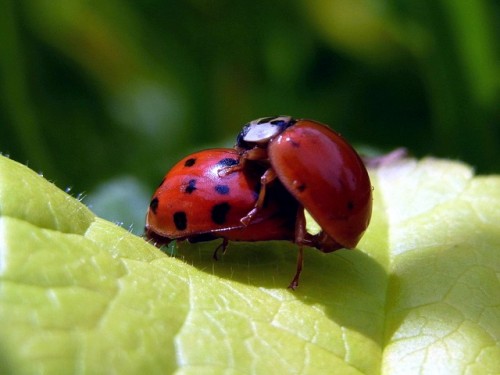 ladybug-94101_640
