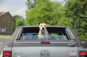 perro viajando en coche