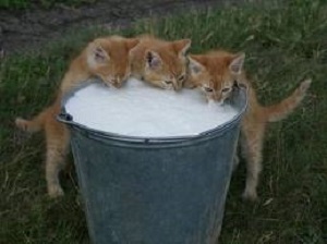 gatitos bebiendo leche