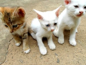 Gatos en la calle