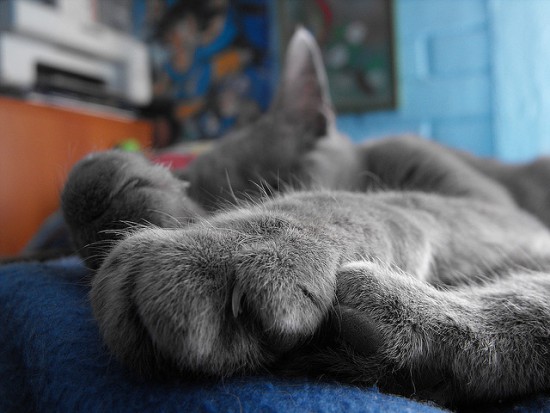 Vista de las uñas de un gato dormido