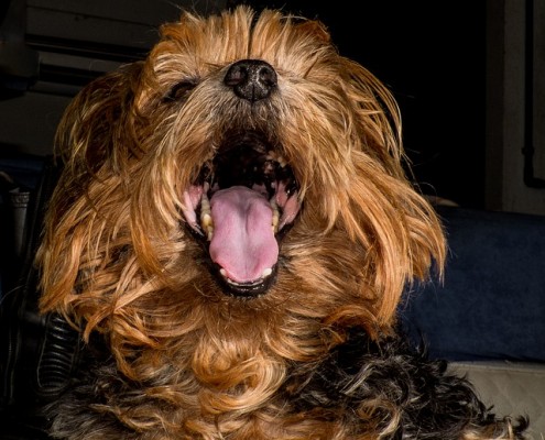 Los problemas dentales de los perros y cómo combatirlos