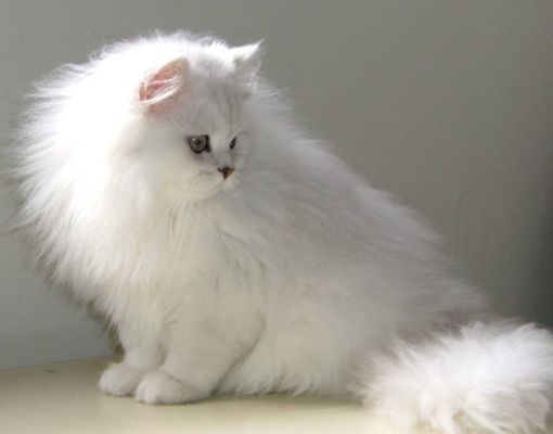 razas de gato con mucho pelo