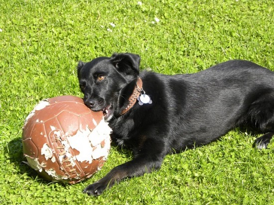 Labrador negro jugando con una pelota