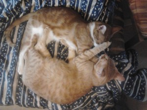 Gatos durmiendo abrazados