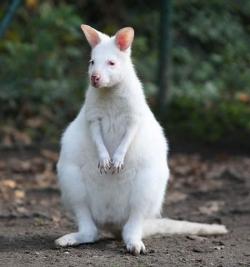 canguro albino