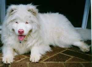 perro albino